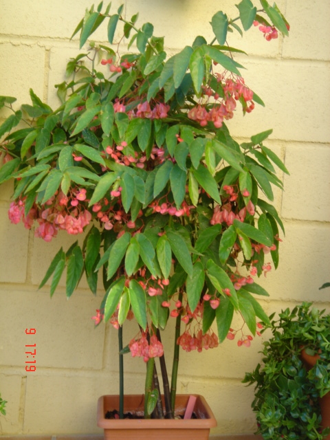 B. ‘Tamaya’